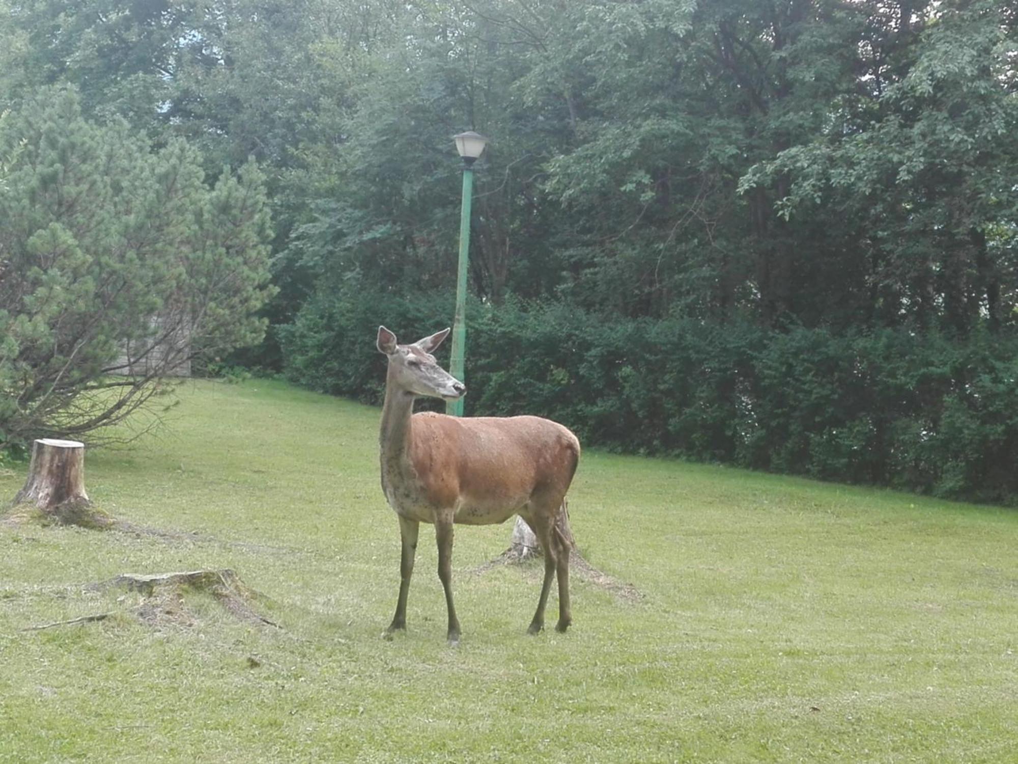 Geovita Zakopane Esterno foto